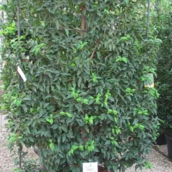 Portugese Laurier Als Leivorm (Prunus Lusitanica 'Angustifolia') -Aanbiedingen Hortus Groei Winkel prunus lusitanica 110x180 leivorm 3 3