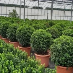 Portugese Laurier Als Bol (Prunus Lusitanica 'Angustifolia')