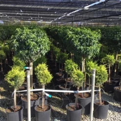 Portugese Laurier Op Stam (Prunus Lusitanica 'Angustifolia') -Aanbiedingen Hortus Groei Winkel prunus lusitanica 80cm stam