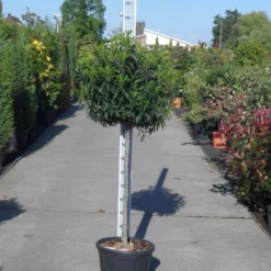 Portugese Laurier Op Stam (Prunus Lusitanica 'Angustifolia') -Aanbiedingen Hortus Groei Winkel prunus lusitanica angustifolia halfstam c25