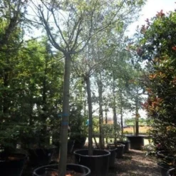 Japanse Sierkers (Prunus Subhirtella 'Autumnalis') -Aanbiedingen Hortus Groei Winkel prunus subhirtella autumnalis 30 35 40ho c350