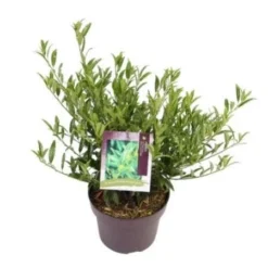 Laurierkers (Prunus Laurocerasus 'Sofia') -Aanbiedingen Hortus Groei Winkel prunuslsofia03