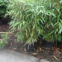 Bamboe (Pseudosasa Japonica) -Aanbiedingen Hortus Groei Winkel pseudosasa japonica 150 175 c25