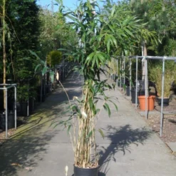 Bamboe (Pseudosasa Japonica) -Aanbiedingen Hortus Groei Winkel pseudosasa japonica 150 200 c20