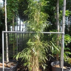 Bamboe (Pseudosasa Japonica) -Aanbiedingen Hortus Groei Winkel pseudosasa japonica 175 200 c25