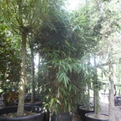 Bamboe (Pseudosasa Japonica) -Aanbiedingen Hortus Groei Winkel pseudosasa japonica 200 300 c240 extra