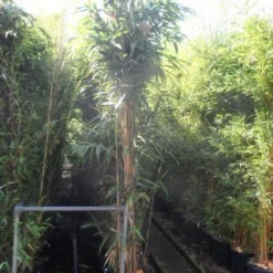 Bamboe (Pseudosasa Japonica) -Aanbiedingen Hortus Groei Winkel pseudosasa japonica 250 300 c35