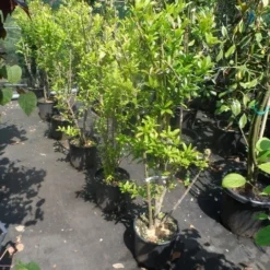 Granaatappel Als Struik (Punica Granatum) -Aanbiedingen Hortus Groei Winkel punica granatum 80 100 125 c12