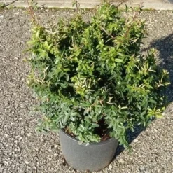 Vuurdoorn Als Bol (Pyracantha 'Navaho') -Aanbiedingen Hortus Groei Winkel pyracantha navaho 4 1