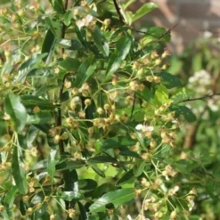 Vuurdoorn (Pyracantha 'Orange Glow') 14 Vuurdoorn (Pyracantha 'Orange Glow') -Aanbiedingen Hortus Groei Winkel pyracantha orange glow 1