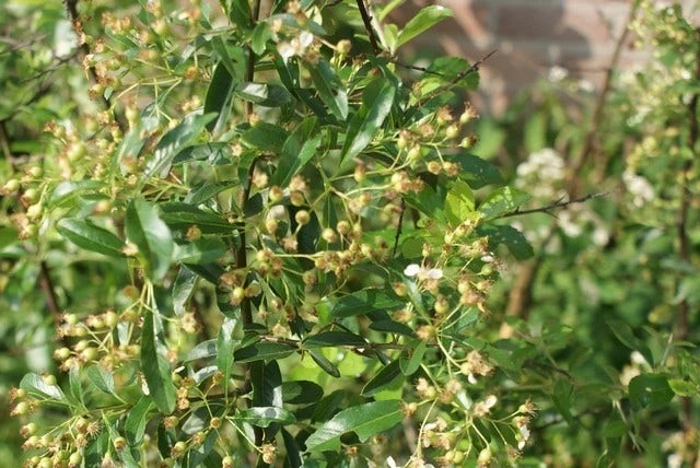 Vuurdoorn (Pyracantha 'Orange Glow') 3 Vuurdoorn (Pyracantha 'Orange Glow') - Afbeelding 3