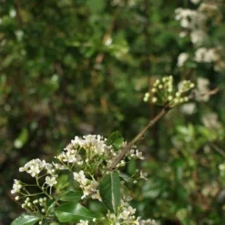 Vuurdoorn (Pyracantha 'Orange Glow') 19 Vuurdoorn (Pyracantha 'Orange Glow') -Aanbiedingen Hortus Groei Winkel pyracantha orange glow 2