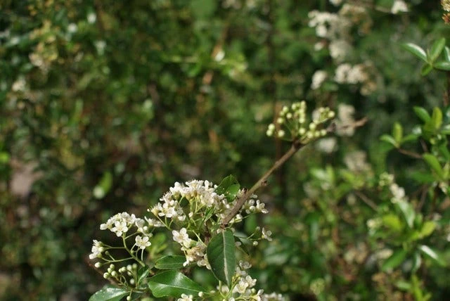 Vuurdoorn (Pyracantha 'Orange Glow') 8 Vuurdoorn (Pyracantha 'Orange Glow') - Afbeelding 8