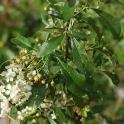 Vuurdoorn (Pyracantha 'Orange Glow') 20 Vuurdoorn (Pyracantha 'Orange Glow') -Aanbiedingen Hortus Groei Winkel pyracantha orange glow 3