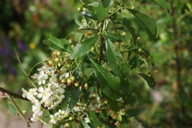 Vuurdoorn (Pyracantha 'Orange Glow') 9 Vuurdoorn (Pyracantha 'Orange Glow') - Afbeelding 9