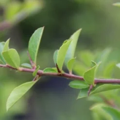 Vuurdoorn (Pyracantha 'Orange Glow') 17 Vuurdoorn (Pyracantha 'Orange Glow') -Aanbiedingen Hortus Groei Winkel pyracantha orange glow 4