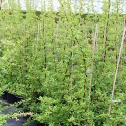 Vuurdoorn (Pyracantha 'Orange Glow') 22 Vuurdoorn (Pyracantha 'Orange Glow') -Aanbiedingen Hortus Groei Winkel pyracantha orange glow 6