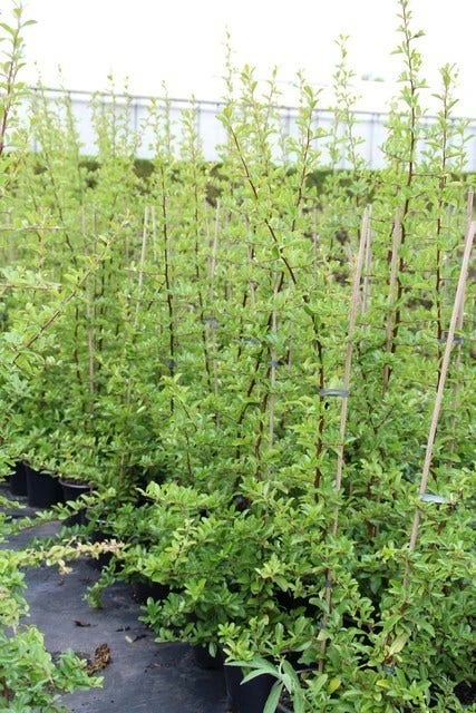 Vuurdoorn (Pyracantha 'Orange Glow') 11 Vuurdoorn (Pyracantha 'Orange Glow') - Afbeelding 11