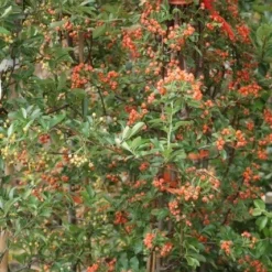 Vuurdoorn (Pyracantha 'Orange Glow') 18 Vuurdoorn (Pyracantha 'Orange Glow') -Aanbiedingen Hortus Groei Winkel pyracantha orange glow 9