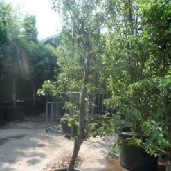 Perenboom (Pyrus Communis 'Gieser Wildeman') -Aanbiedingen Hortus Groei Winkel pyrus communis gieser wildeman 250 300 c150