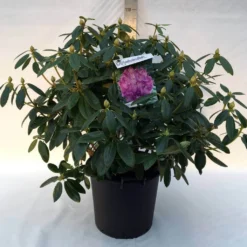 Rhododendron (Rhododendron Catawbiense 'Grandiflorum') -Aanbiedingen Hortus Groei Winkel r. cat. grandiflorum c30