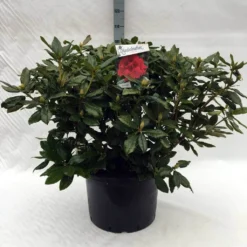 Rhododendron (Rhododendron 'Lord Roberts') -Aanbiedingen Hortus Groei Winkel r. lord roberts c40