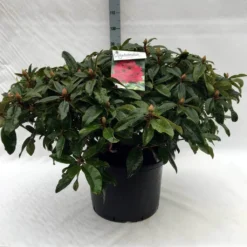 Rhododendron (Rhododendron 'Marie Forte') -Aanbiedingen Hortus Groei Winkel r. marie forte c40