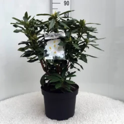 Rhododendron (Rhododendron 'Madame Masson') -Aanbiedingen Hortus Groei Winkel r. mme masson c10 50 cm