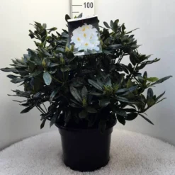 Rhododendron (Rhododendron 'Madame Masson') -Aanbiedingen Hortus Groei Winkel r. mme masson c20