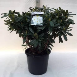 Rhododendron (Rhododendron 'Madame Masson') -Aanbiedingen Hortus Groei Winkel r. mme masson c30