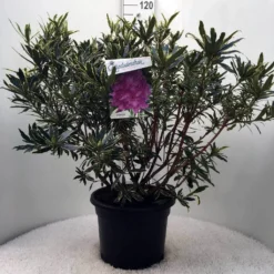 Bosrhododendron (Rhododendron Ponticum 'Variegatum') -Aanbiedingen Hortus Groei Winkel r. pont. variegatum c20