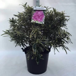 Bosrhododendron (Rhododendron Ponticum 'Variegatum') -Aanbiedingen Hortus Groei Winkel r. pont. variegatum c30