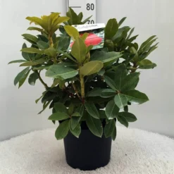Rhododendron (Rhododendron 'Red Jack') -Aanbiedingen Hortus Groei Winkel r. red jack c10 50 cm