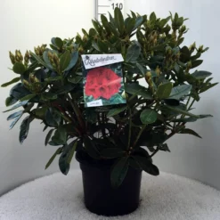 Rhododendron (Rhododendron 'Red Jack') -Aanbiedingen Hortus Groei Winkel r. red jack c20