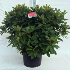 Rhododendron (Rhododendron 'Red Jack') -Aanbiedingen Hortus Groei Winkel r. red jack c40