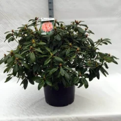 Rhododendron (Rhododendron 'Virginia Richards') -Aanbiedingen Hortus Groei Winkel r. virginia richards c40