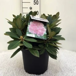 Dwergrhododendron (Rhododendron 'Dreamland') -Aanbiedingen Hortus Groei Winkel r. y dreamland c5