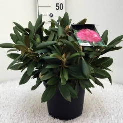 Dwergrhododendron (Rhododendron 'Polaris') -Aanbiedingen Hortus Groei Winkel r. y polaris c5