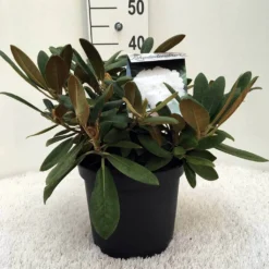 Dwergrhododendron (Rhododendron 'Porzellan') -Aanbiedingen Hortus Groei Winkel r. y porzelan c5