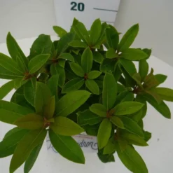 Rhododendron (Rhododendron 'Red Jack') -Aanbiedingen Hortus Groei Winkel red jack c2 boven