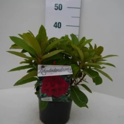 Rhododendron (Rhododendron 'Red Jack') -Aanbiedingen Hortus Groei Winkel red jack c2 voor
