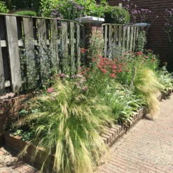 Borderpakket Siergras 5 Borderpakket Siergras -Aanbiedingen Hortus Groei Winkel renske krijgsman 1 1