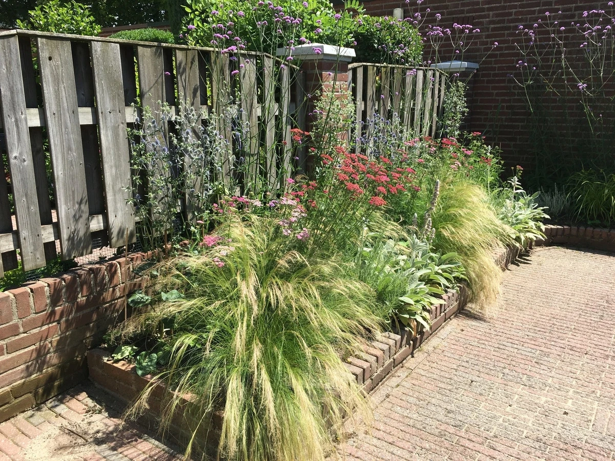 Borderpakket Siergras 3 Borderpakket Siergras - Afbeelding 3