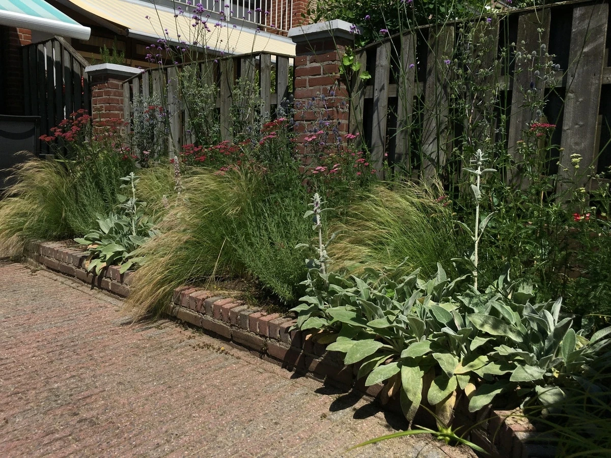 Borderpakket Siergras 2 Borderpakket Siergras - Afbeelding 2