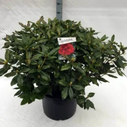 Rhododendron (Rhododendron 'Lord Roberts') -Aanbiedingen Hortus Groei Winkel rh. lord roberts c40