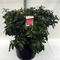 Rhododendron (Rhododendron 'Markeeta's Prize') -Aanbiedingen Hortus Groei Winkel rh. markeeta s prize c80