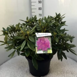 Rhododendron (Rhododendron 'Polarnacht') -Aanbiedingen Hortus Groei Winkel rh. polarnacht c20