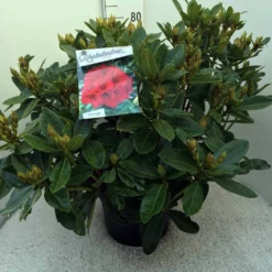Rhododendron (Rhododendron 'Red Jack') -Aanbiedingen Hortus Groei Winkel rh. red jack c20