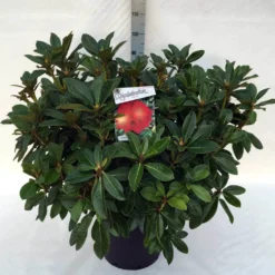 Rhododendron (Rhododendron 'Red Jack') -Aanbiedingen Hortus Groei Winkel rh. red jack c30