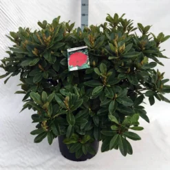 Rhododendron (Rhododendron 'Red Jack') -Aanbiedingen Hortus Groei Winkel rh. red jack c40